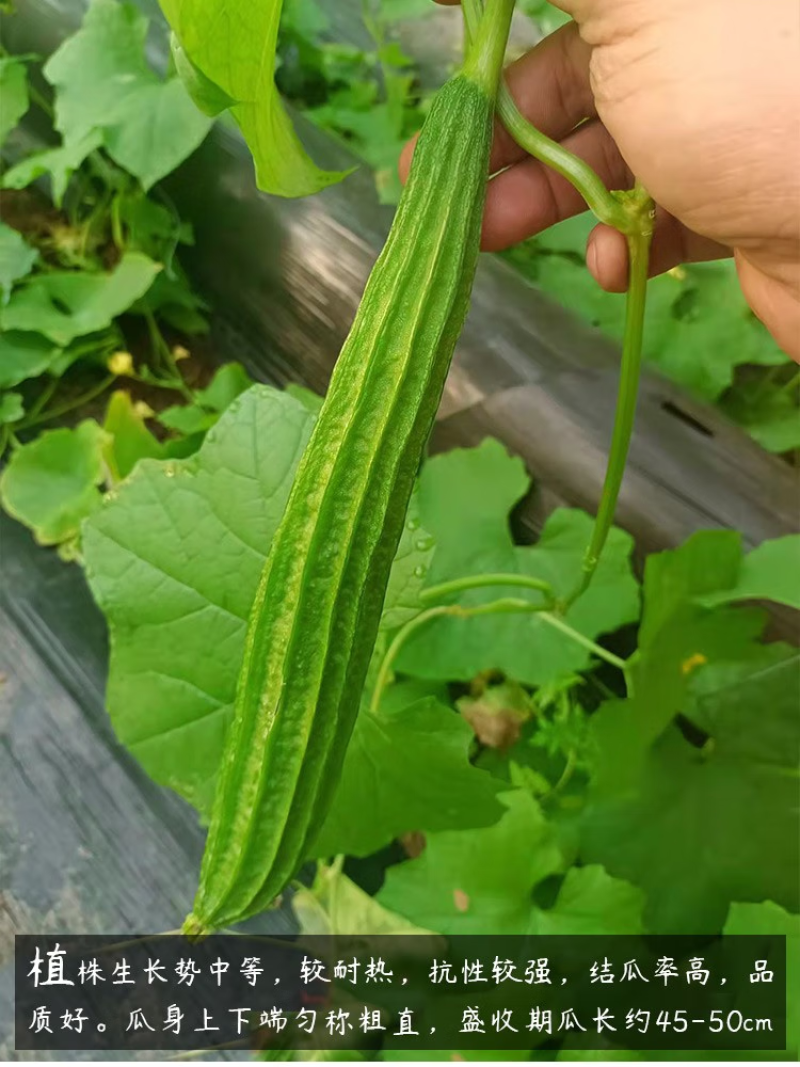 精品丝瓜苗菱角瓜苗，产量高，育苗基地直供