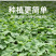 精品丝瓜苗菱角瓜苗，产量高，育苗基地直供