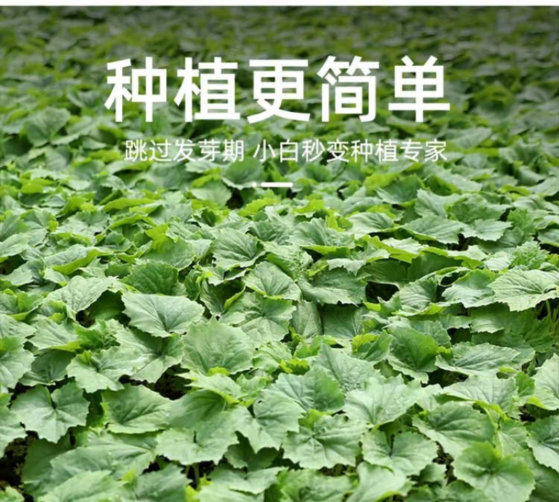 精品丝瓜苗菱角瓜苗，产量高，育苗基地直供