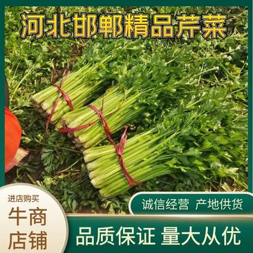 河北邯郸精品芹菜产地直发大量供应质量保证代发全国