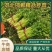 河北邯郸精品芹菜产地直发大量供应质量保证代发全国