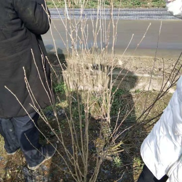 木槿工程苗批发木槿袋苗木槿供应价格