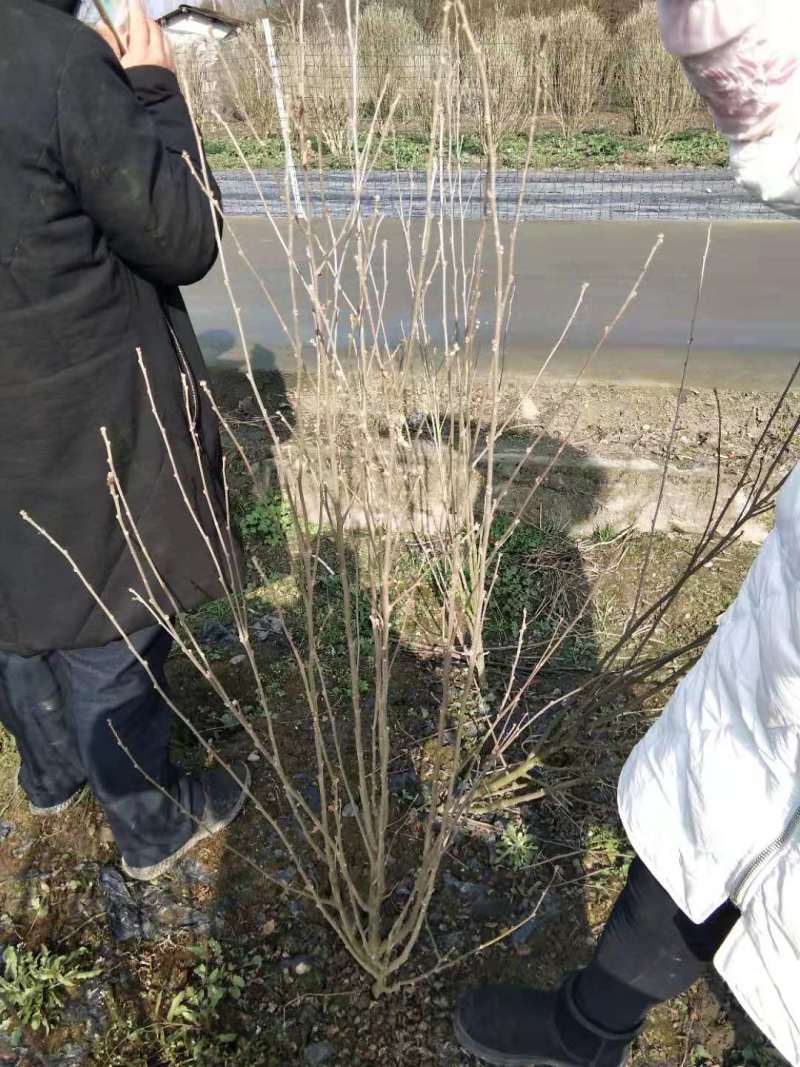 木槿工程苗批发木槿袋苗木槿供应价格