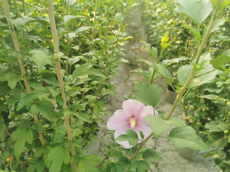 木槿工程苗批发木槿袋苗木槿供应价格