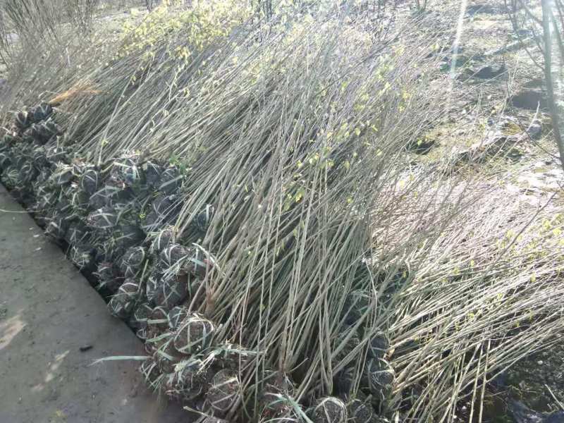 木槿工程苗批发木槿袋苗木槿供应价格