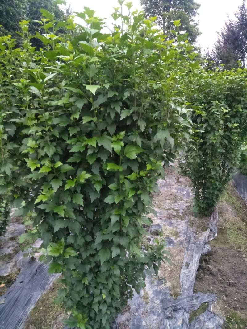木槿工程苗批发木槿袋苗木槿供应价格