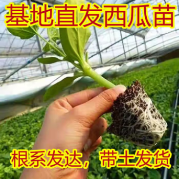 （现货）美都西瓜苗西瓜苗现苗直发常年代育直播苗
