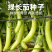 绿茄子苗绿茄苗茄子苗育苗基地直发