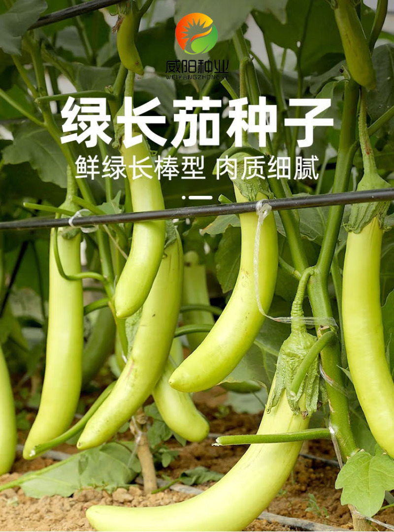 绿茄子苗绿茄苗茄子苗育苗基地直发