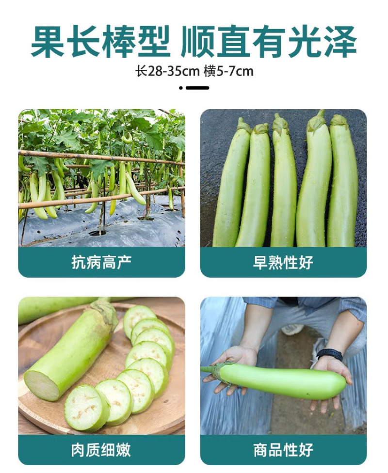 绿茄子苗绿茄苗茄子苗育苗基地直发
