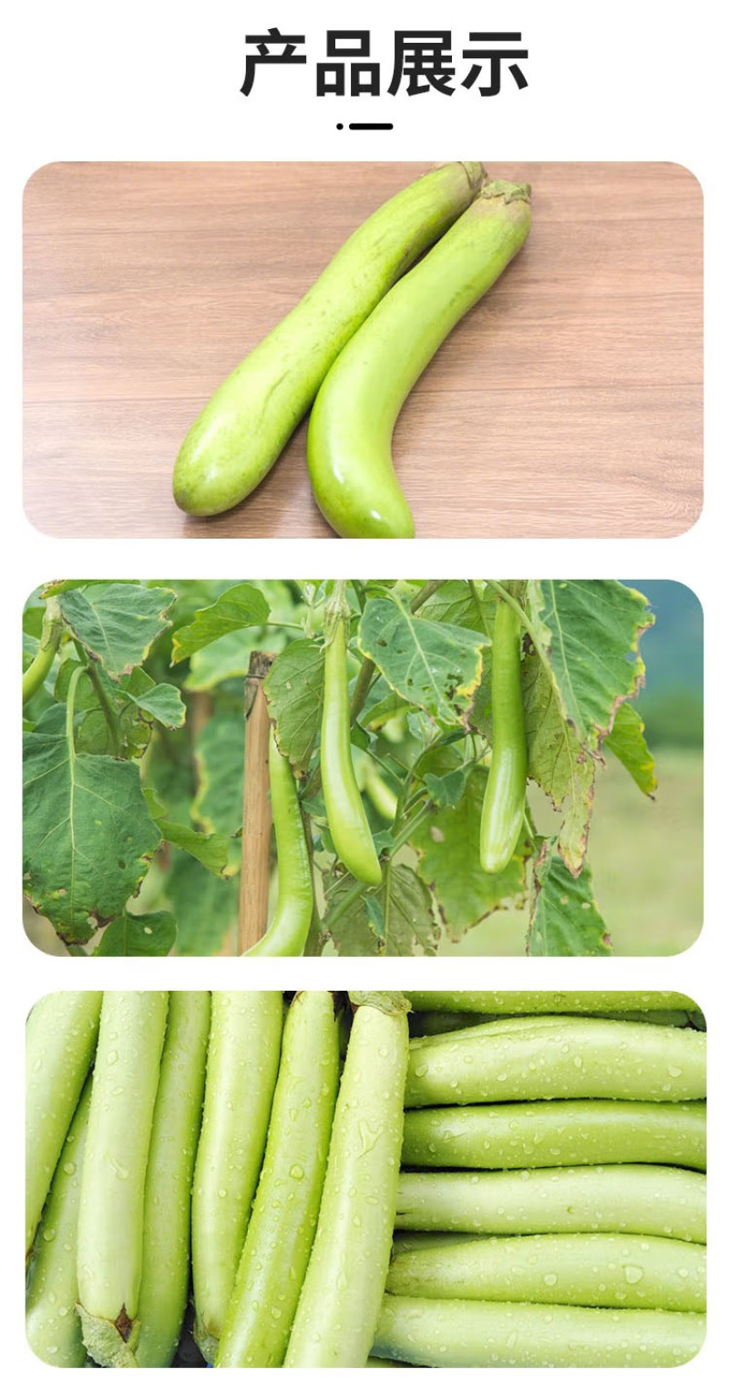 绿茄子苗绿茄苗茄子苗育苗基地直发