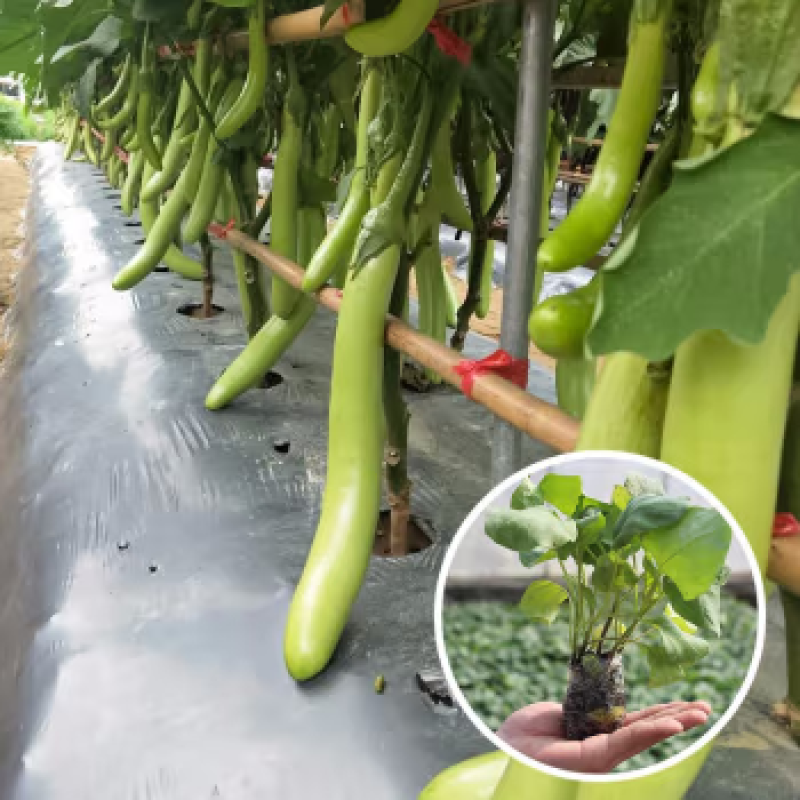 绿茄子苗绿茄苗茄子苗育苗基地直发