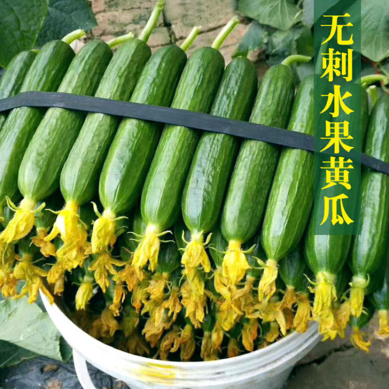 欧果7号荷兰水果黄瓜种子100粒早熟无刺旱黄瓜种子短棒
