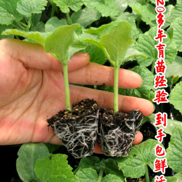 （现货）黑皮冬瓜苗吊冬瓜苗冬瓜嫁接苗冬瓜苗