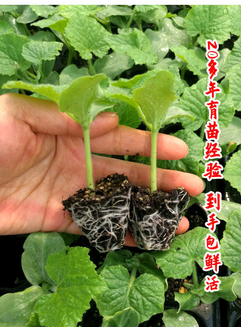 （现货）黑皮冬瓜苗吊冬瓜苗冬瓜嫁接苗冬瓜苗