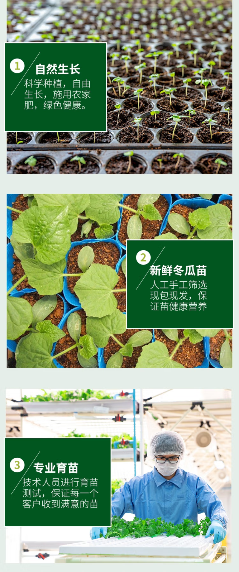 （现货）黑皮冬瓜苗吊冬瓜苗冬瓜嫁接苗冬瓜苗