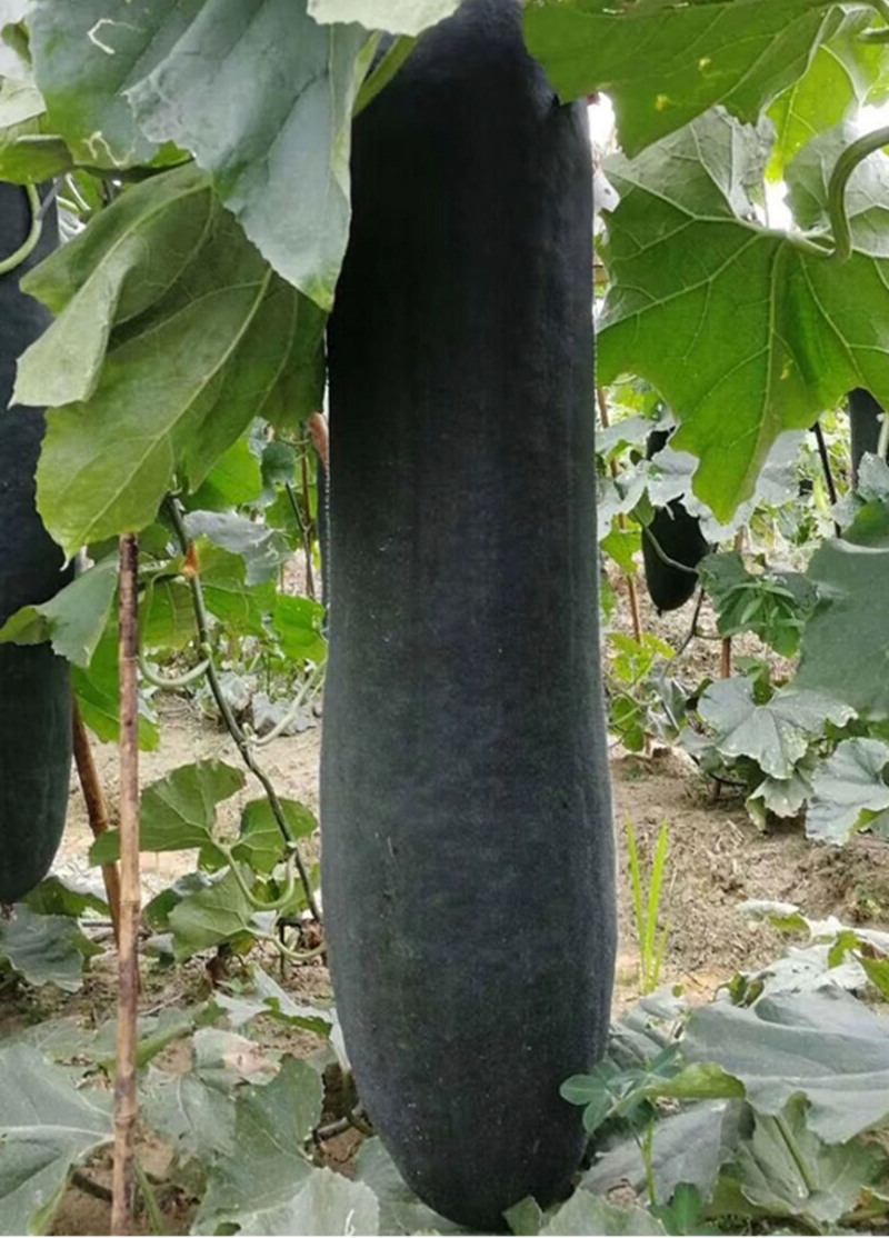 （现货）黑皮冬瓜苗吊冬瓜苗冬瓜嫁接苗冬瓜苗