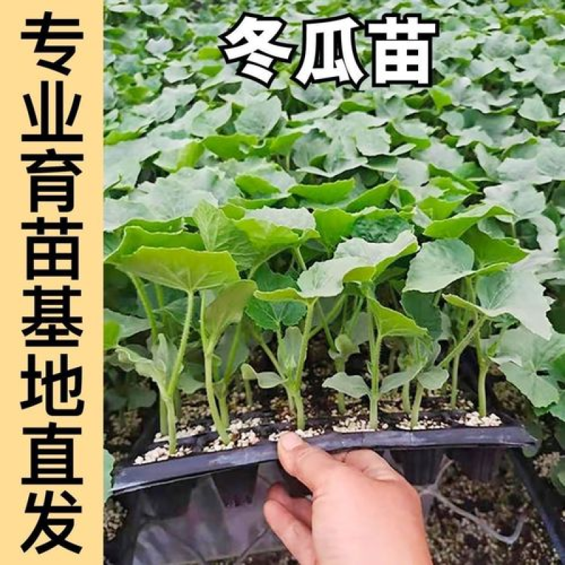 （现货）黑皮冬瓜苗吊冬瓜苗冬瓜嫁接苗冬瓜苗