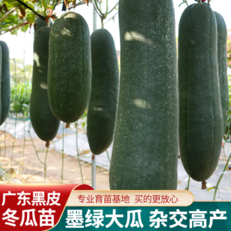 （现货）黑皮冬瓜苗吊冬瓜苗冬瓜嫁接苗冬瓜苗
