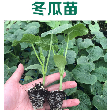 白皮冬瓜苗吊冬瓜苗嫁接直播苗冬瓜苗高产根系发达