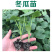 白皮冬瓜苗吊冬瓜苗嫁接直播苗冬瓜苗高产根系发达