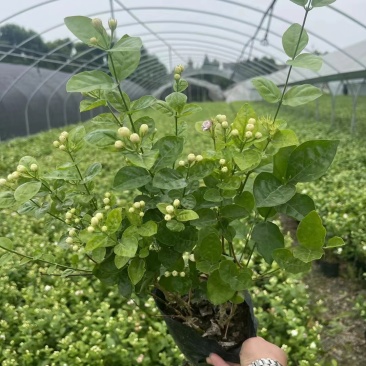双色茉莉杯苗批发双色茉莉基地双色茉莉工程苗