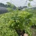 双色茉莉杯苗批发双色茉莉基地双色茉莉工程苗