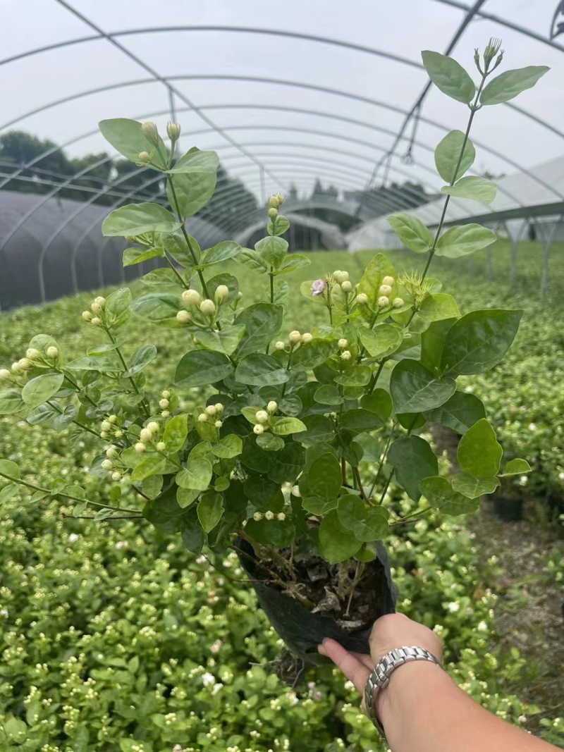 双色茉莉杯苗批发双色茉莉基地双色茉莉工程苗