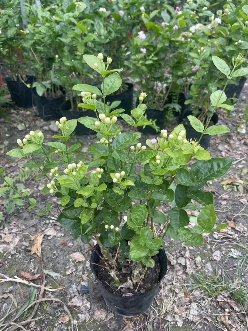 双色茉莉杯苗批发双色茉莉基地双色茉莉工程苗