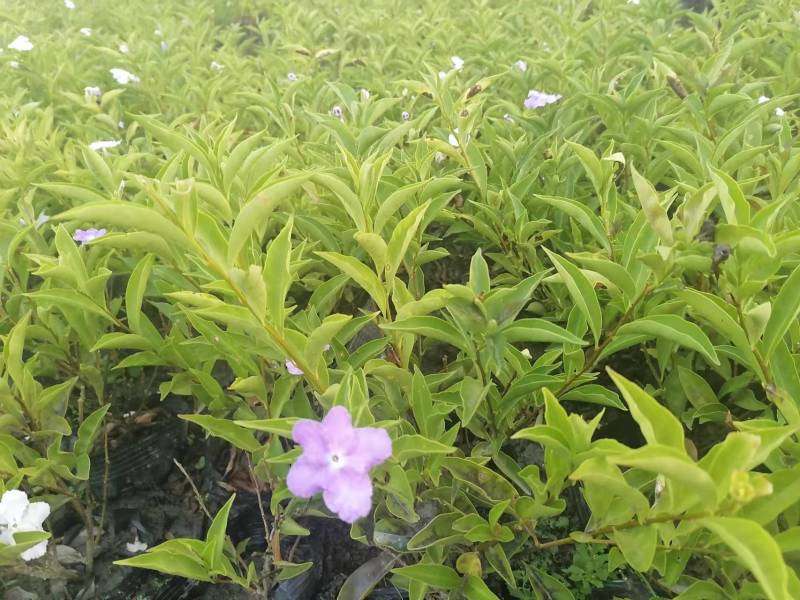 双色茉莉杯苗批发双色茉莉基地双色茉莉工程苗