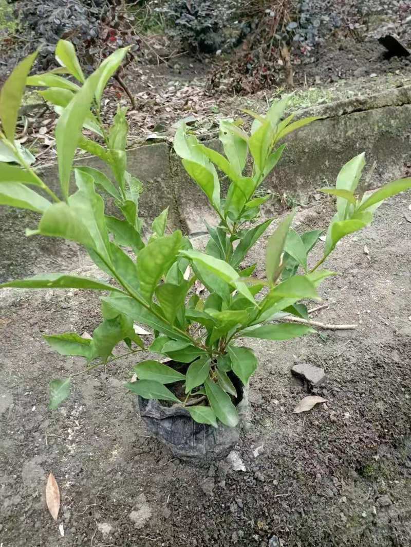 双色茉莉杯苗批发双色茉莉基地双色茉莉工程苗
