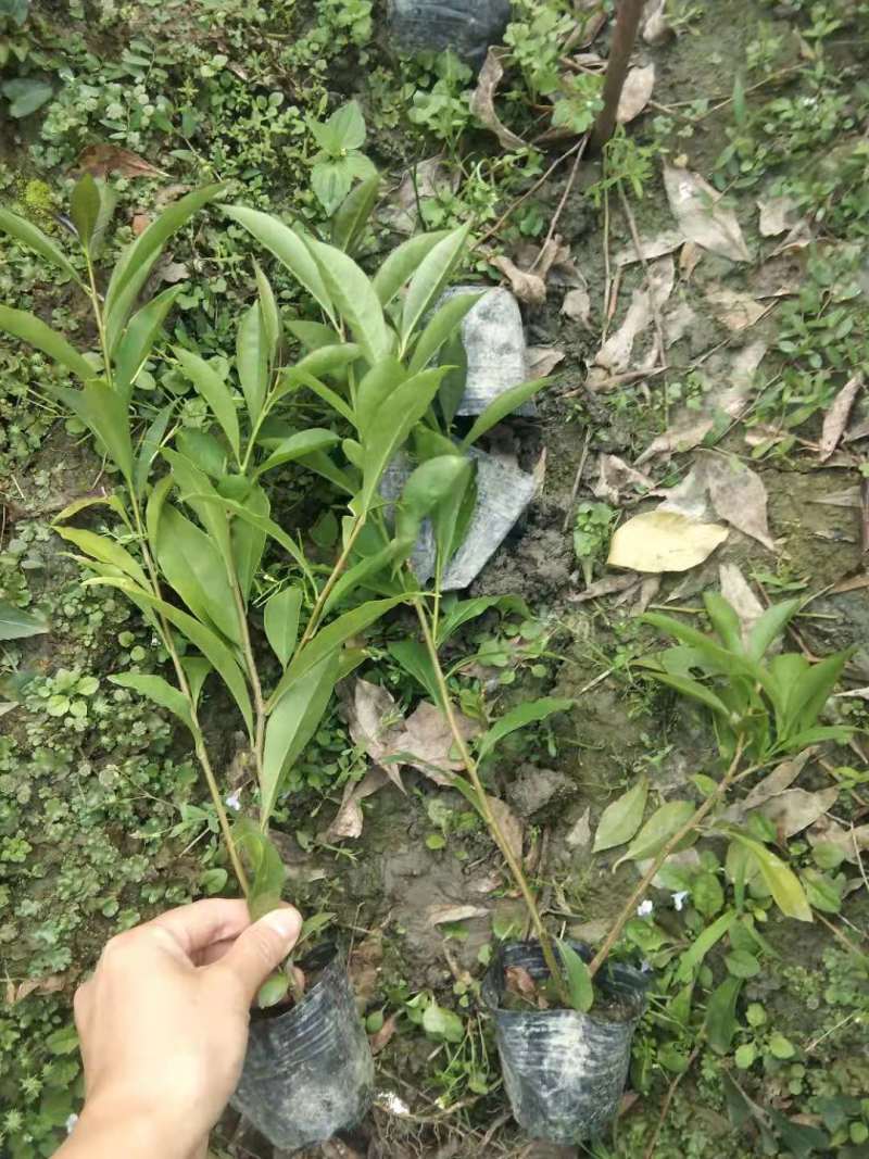双色茉莉杯苗批发双色茉莉基地双色茉莉工程苗