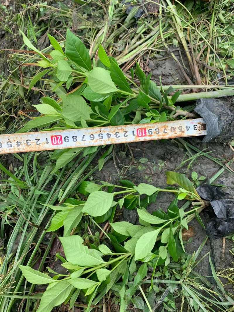 四季栀子地苗四季栀子杯苗四季栀子基地批发