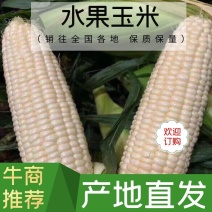 【精品】广东徐闻糯玉米，品种齐全，货源充足，欢迎采购！