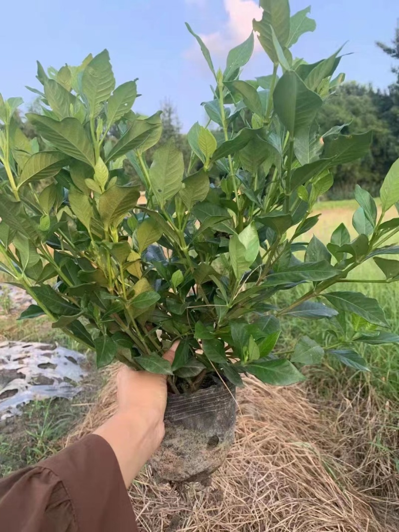 四季栀子地苗四季栀子杯苗四季栀子基地批发