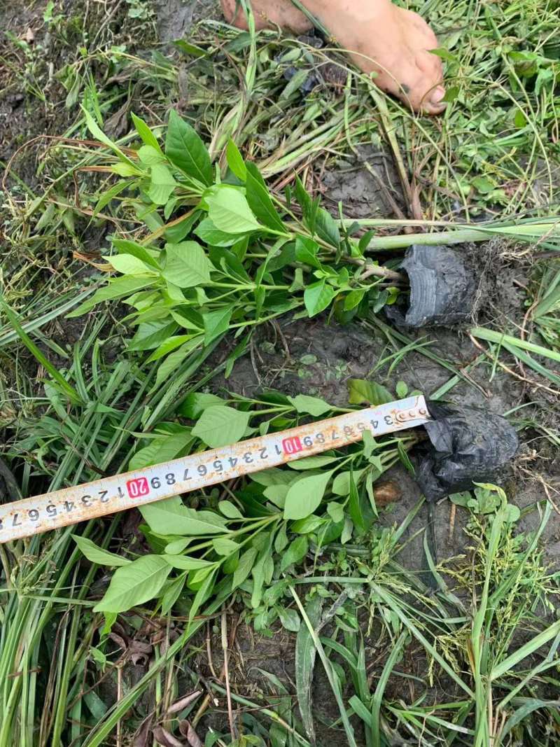 四季栀子地苗四季栀子杯苗四季栀子基地批发