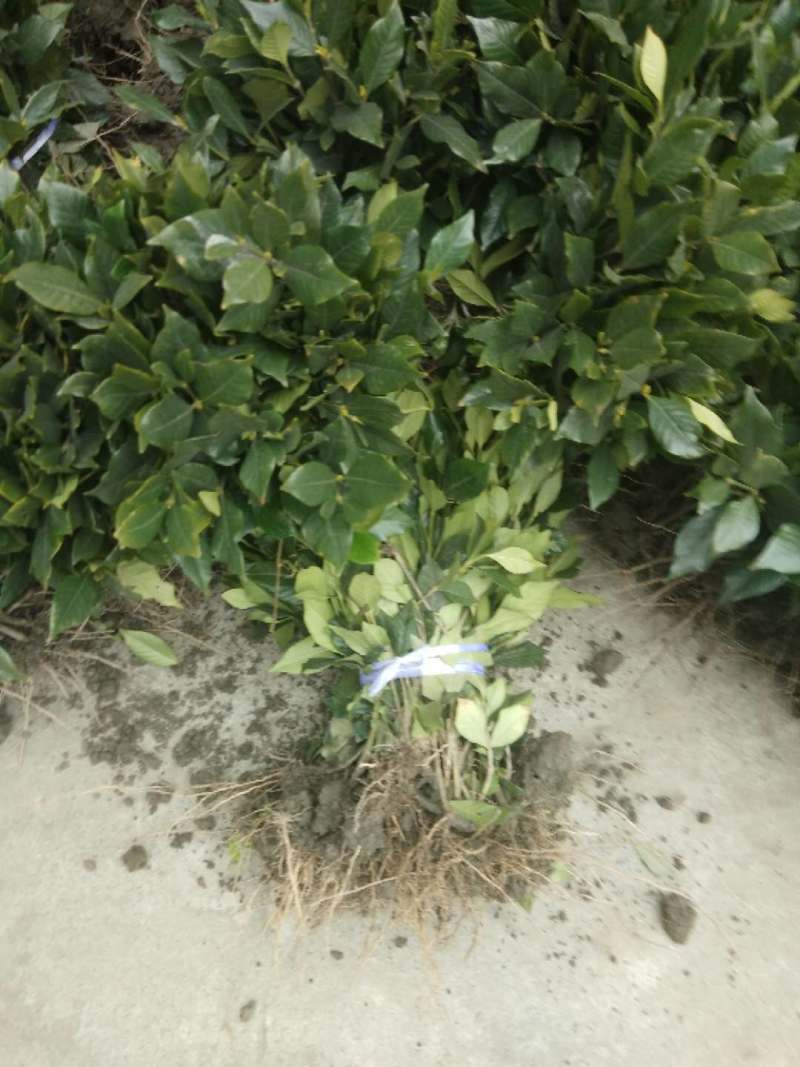 四季栀子地苗四季栀子杯苗四季栀子基地批发