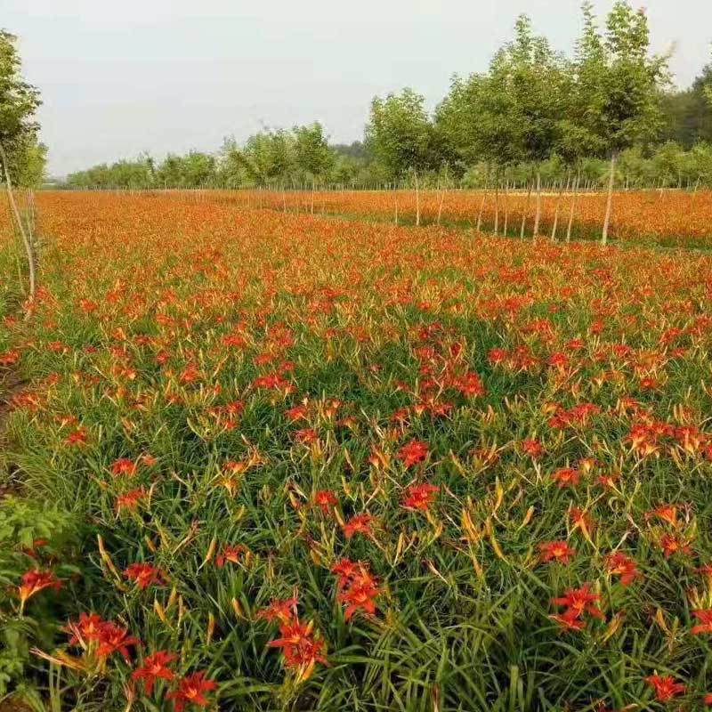 红花萱草.基地直销.现起现发.数量保证.欢迎采购