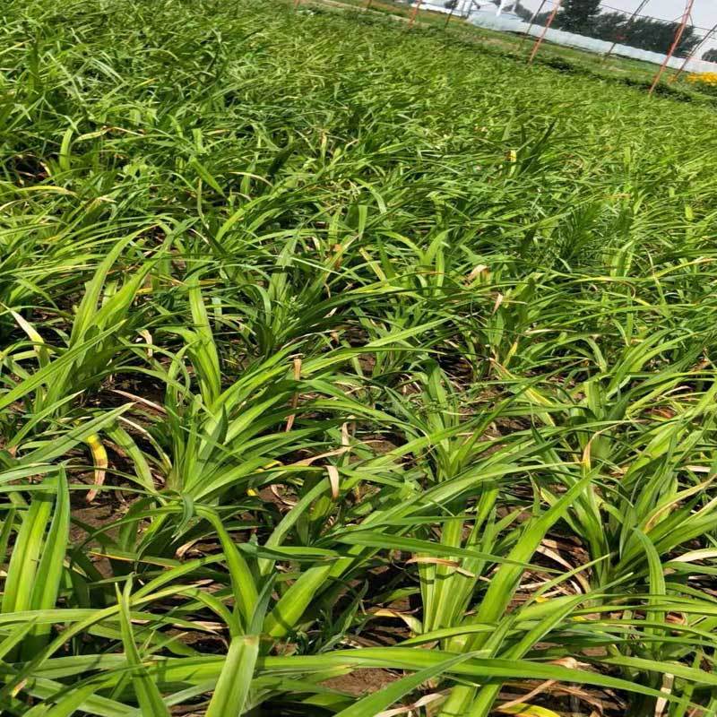 红宝石萱草.各种萱草.基地直销.数量保证.欢迎采购
