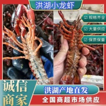 湖北清水小龙虾，规格齐全，货源充足，全国批发，欢迎选购