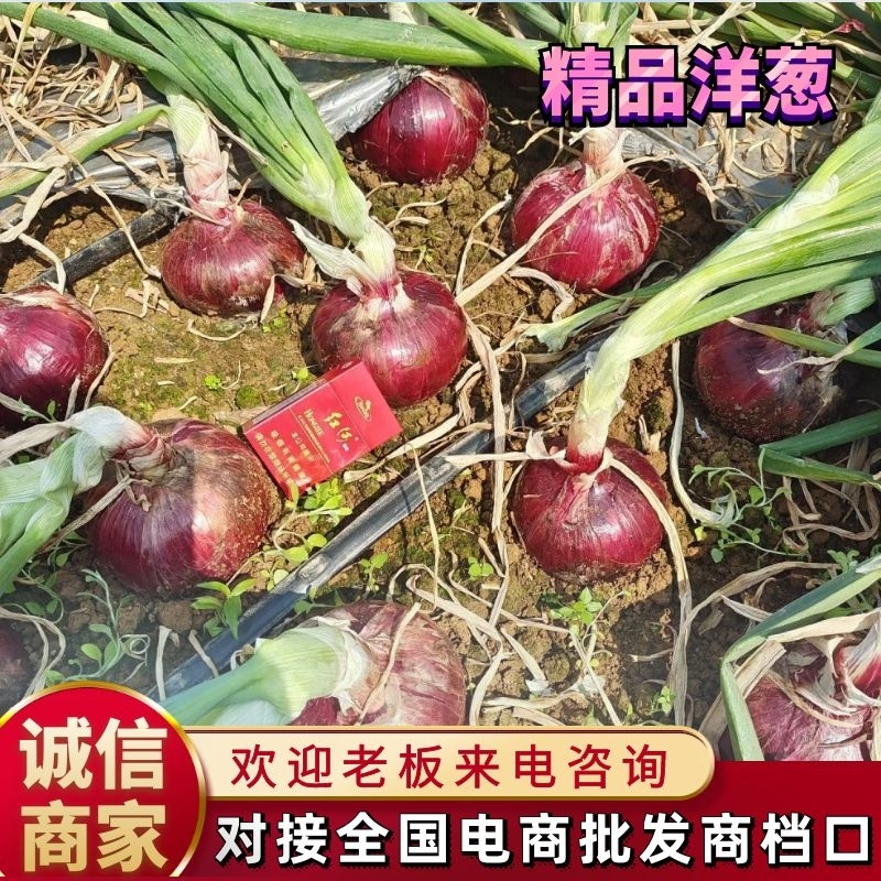 云南精品洋葱只做基地精品货价格便宜货源充足质量好欢迎来电