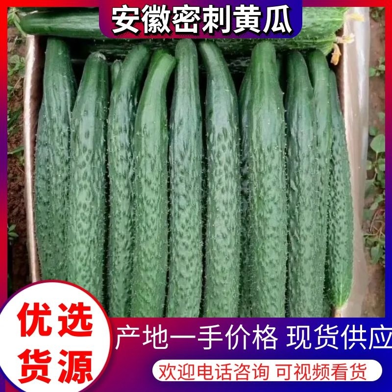 安徽密刺黄瓜大量上市条形好表皮油量万亩种植基地