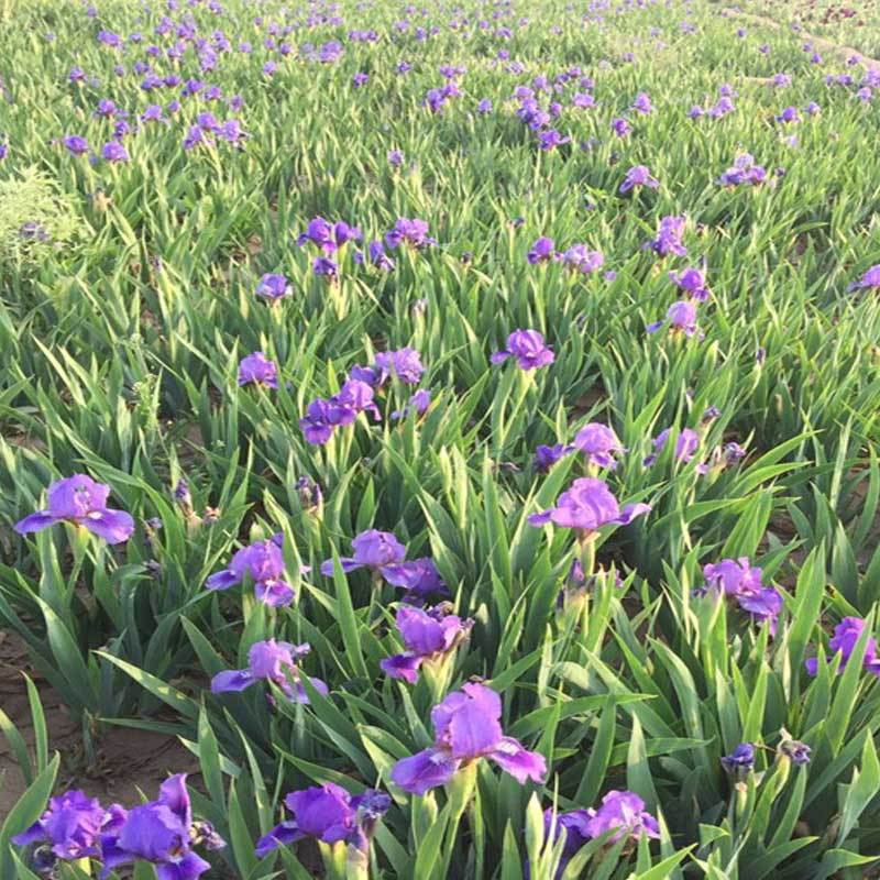 短梦鸢尾.各种鸢尾，宿根花卉，基地直销欢迎采购