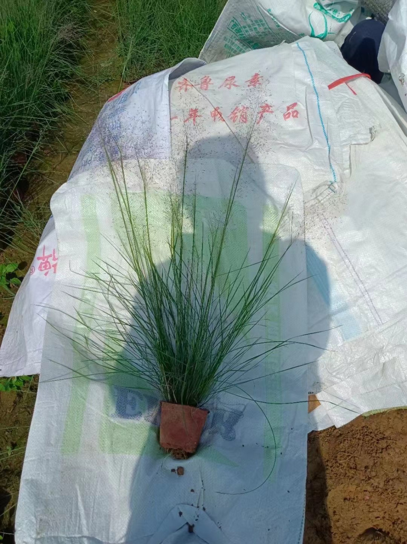 粉黛乱子草批发基地