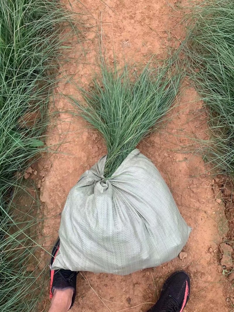 粉黛乱子草批发基地