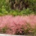 粉黛乱子草种植基地