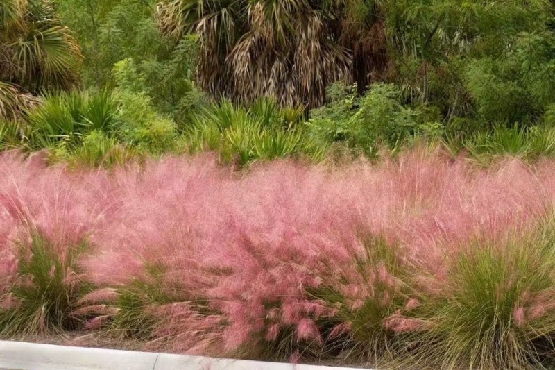 粉黛乱子草种植基地