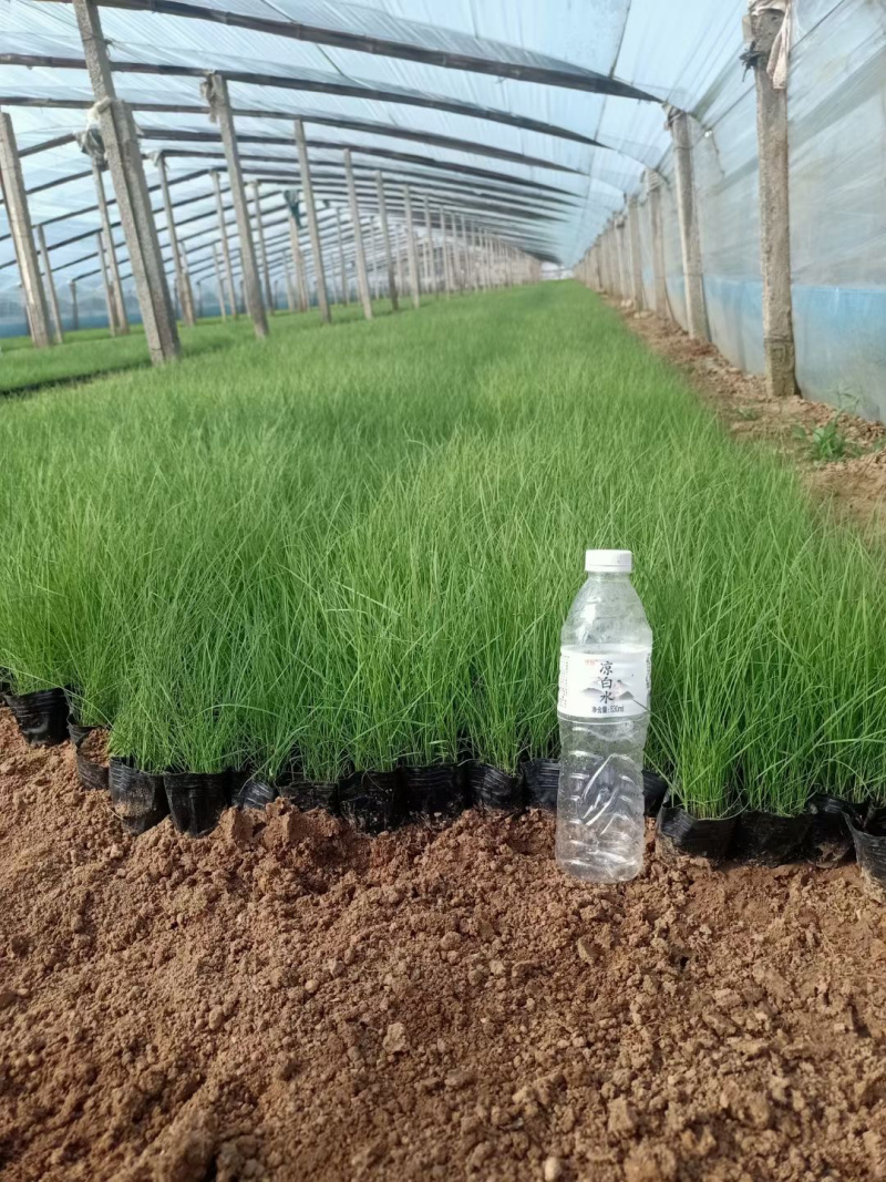 粉黛乱子草种植基地