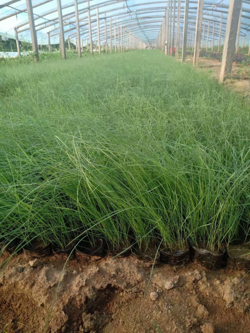 粉黛乱子草种植基地