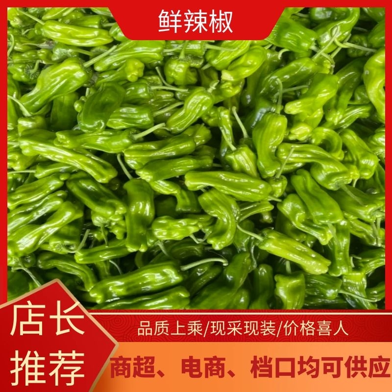 精品山东鲜辣椒泡椒五号辣椒大量上市中可视频看货